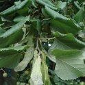 Tilia tomentosa 'Petiolaris' fruit